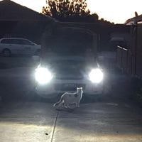 Stratos Boneus Skullatron Tsiavis