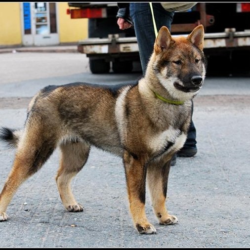 Constantine Sharandak