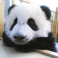 Jeffrey Ho-Chun Tsai