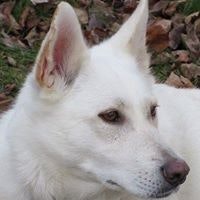 Diane Wilcox-Gilchrist