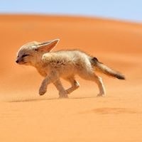 Дмитрий Лис