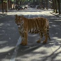 Александар Стевановић