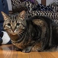 Cheryl Longo - Korejwo