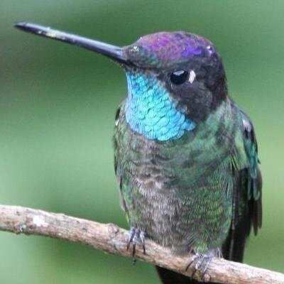 Nectar Hummingbird