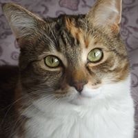 Donna Sauntry Gallant