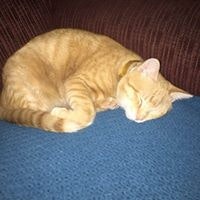 Lisa Shifflett Ellerbee