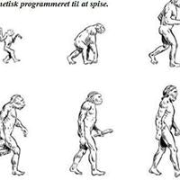 Stenalderkost Paleofood