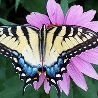 Tamea Mummert Noaker