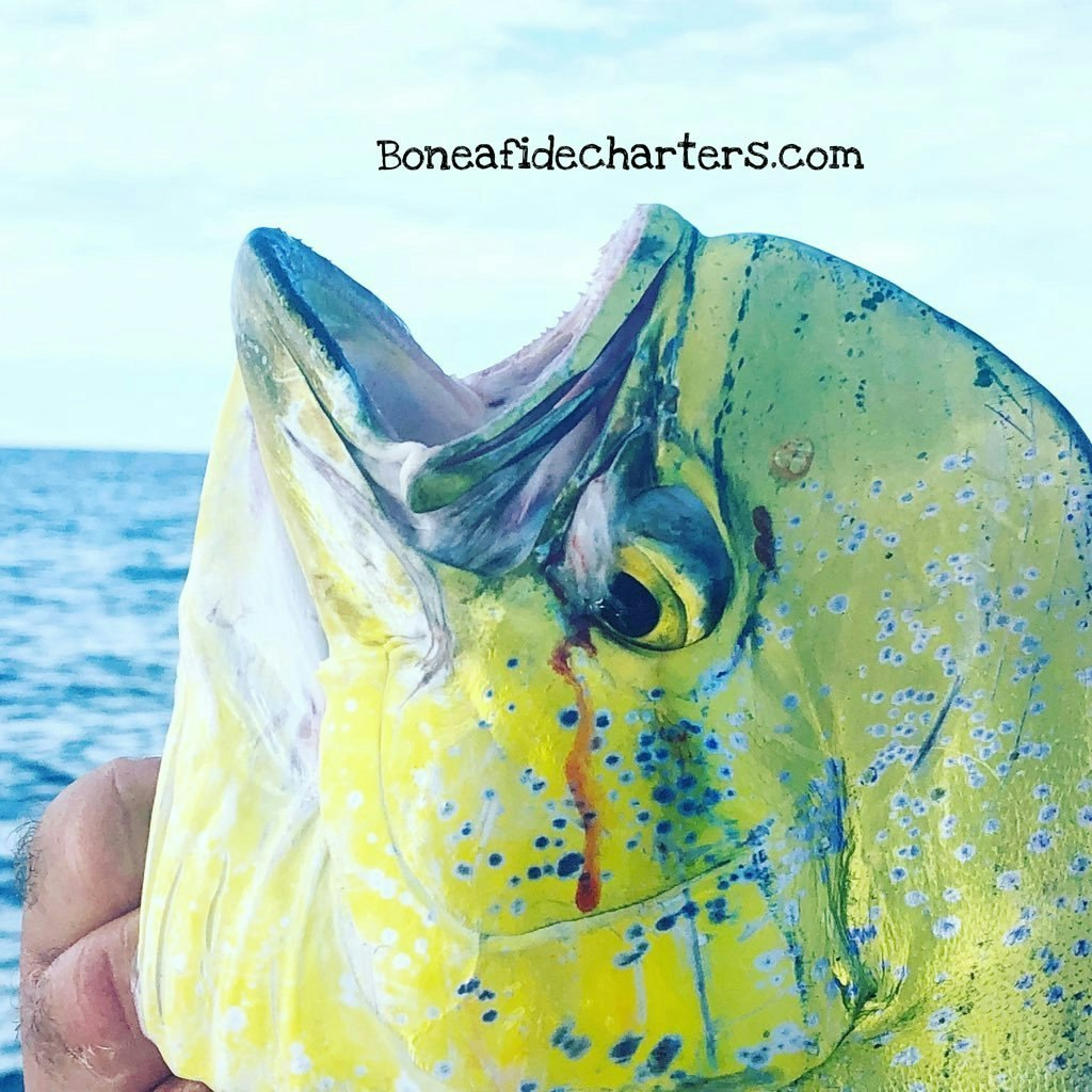 Boneafide Charters Florida Keys