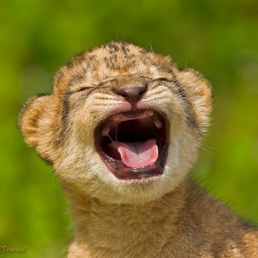 בָּרוּך 🇰🇪