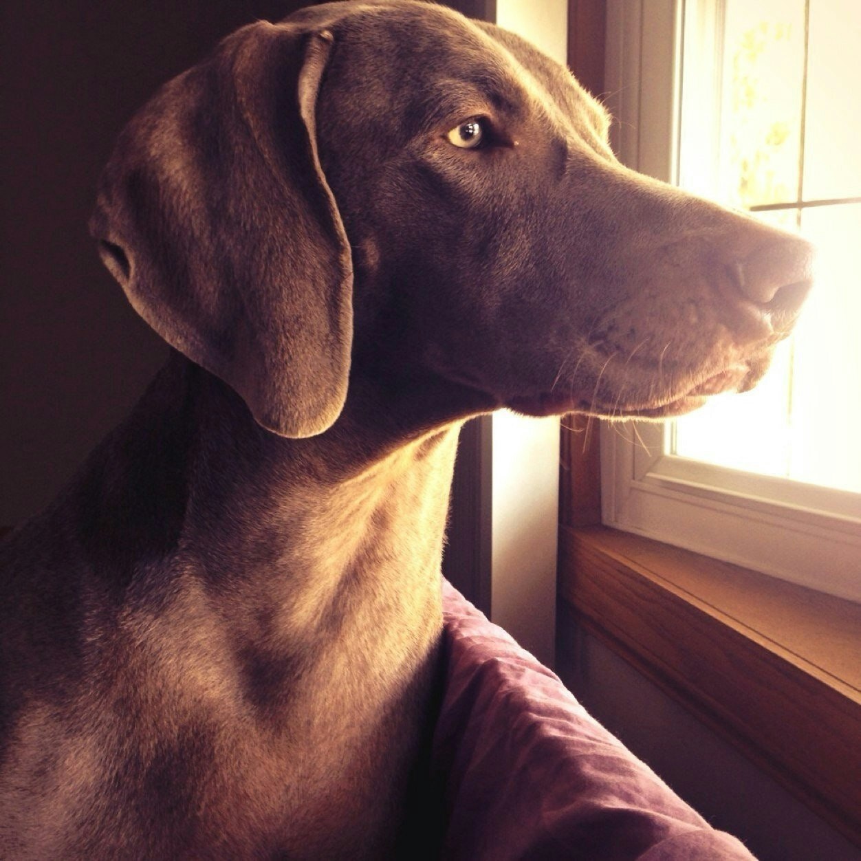 Dunder the Weim