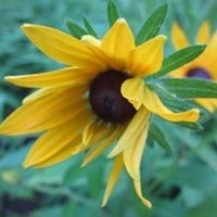 Julie Wednesday Wilkey