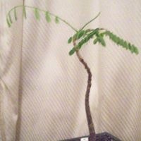 Michael Raymond Astle