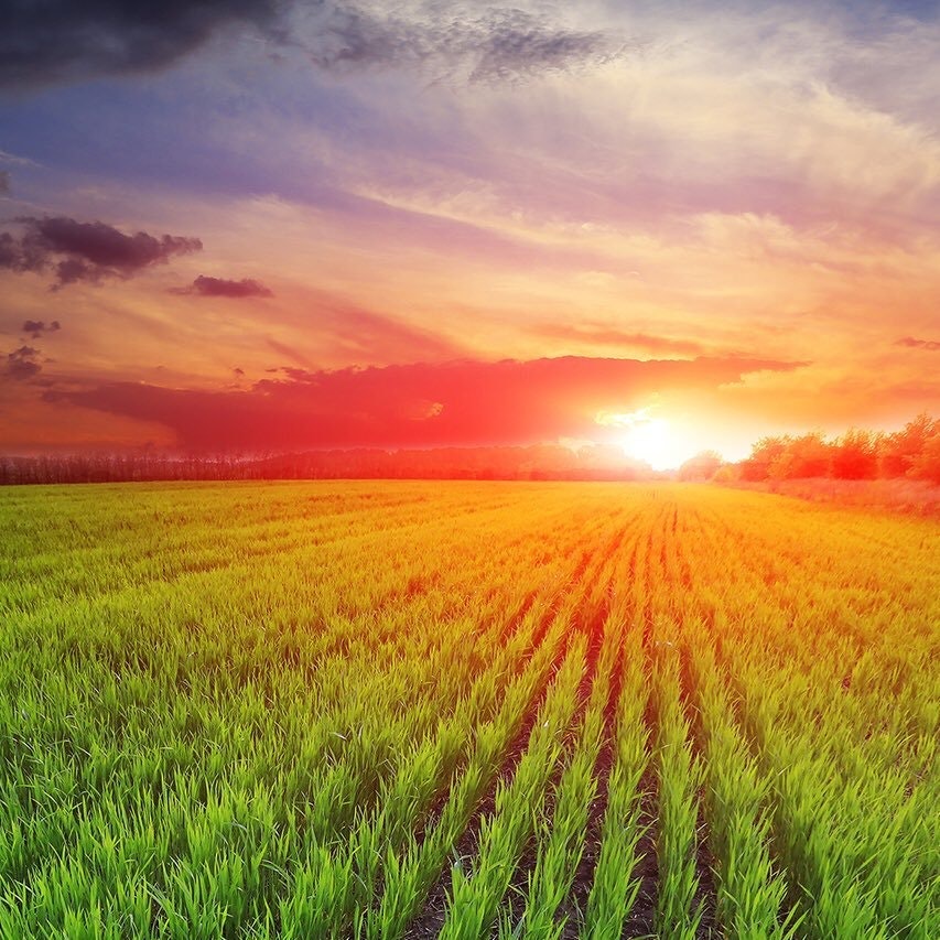 Paamayim Nekudotayim