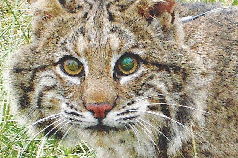 Bobcat
