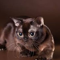 Зоя Колесник