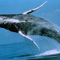 Sherrie Henson-Franklin