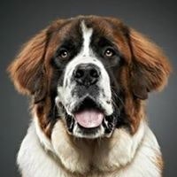 Александр Голованев