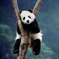 Артем Кривцов