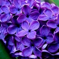 Celeste Ficklin Bowman