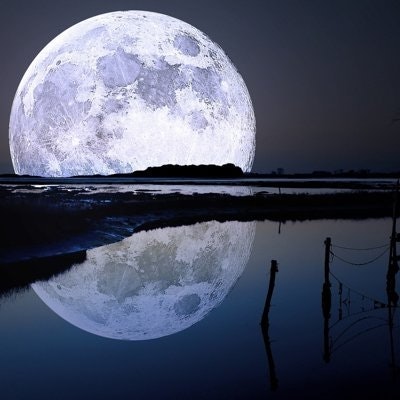 我想我是一只海豚