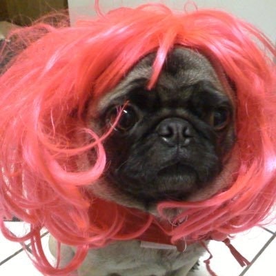 Harleywonderpug