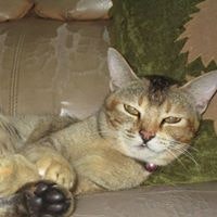 Jonathan Andhika Arismawan