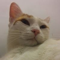 Petre Leonard Macamete