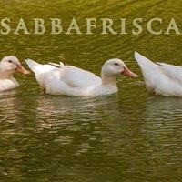 Soc Coop S'Abba Frisca