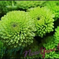 Grieco Ingrosso Fiori