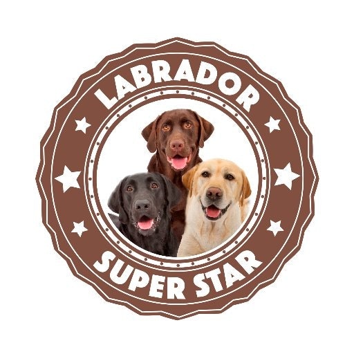 Labrador Superstar