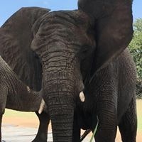 Antonella Strömberg