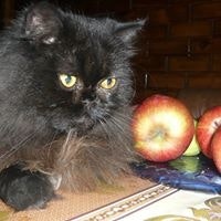 Антонина Антонина