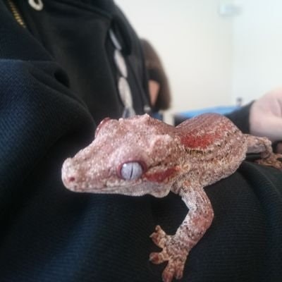 Kevin Ilphrin Pellet