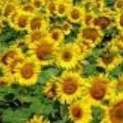 Kyriakos Papageorgiou