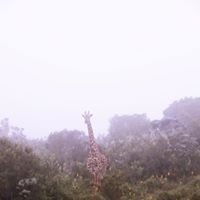 Miguel Van Steenbrugge