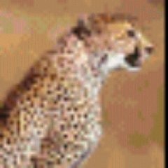 Роман Медведев