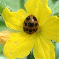 Carolyn Spensley Depoto