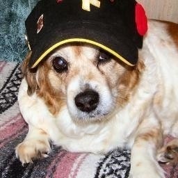 kaos dog- Bill Lewin