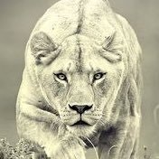 Lioness