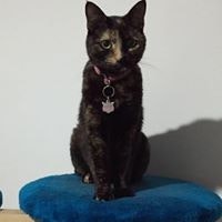 Montserrat Alquicira Arreguín