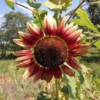 Egyesület Vásárhelyi VFilm