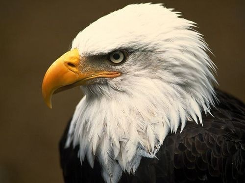 EAgle EAgle
