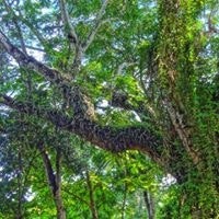 Kevin Wilford Quischan