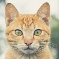 Павел Савельев