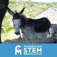 Marijana Sarolic Robic