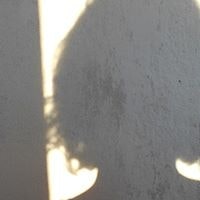 Felis Silvestris Schreb