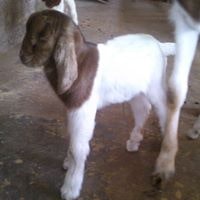 Samarth Goatfarm