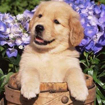 🐩cute_animals🐩