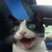 Merino Pedrero Chiapas